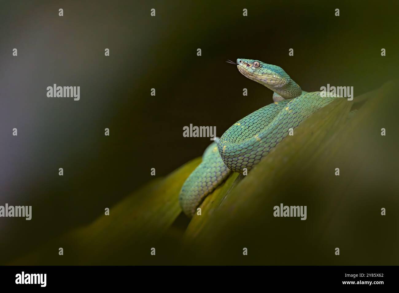 Snake Bothriechis lateralis, Green Side-stripe mountain Palm-Pitviper on the green palm tree. Viper in the dark jungle tropic forest, Monteverde Reser Stock Photo