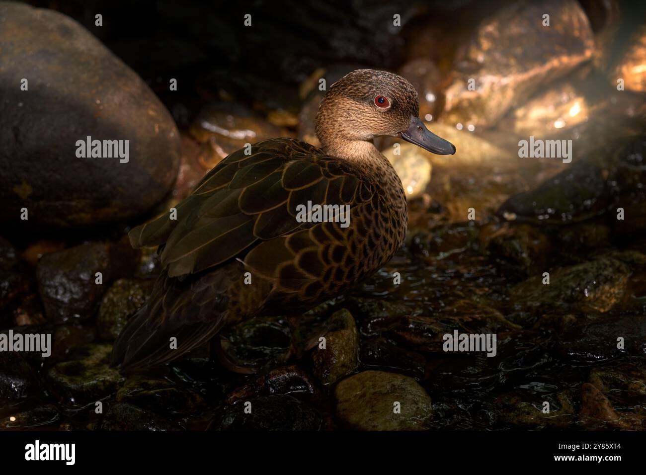 Common teal duck family hi-res stock photography and images - Alamy