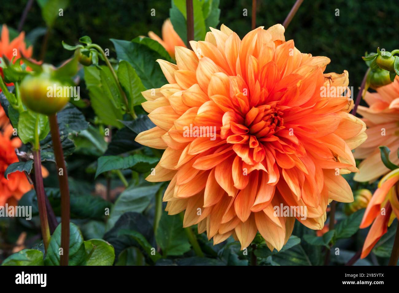 Dahlia ‘Mrs Eileen’. Stock Photo