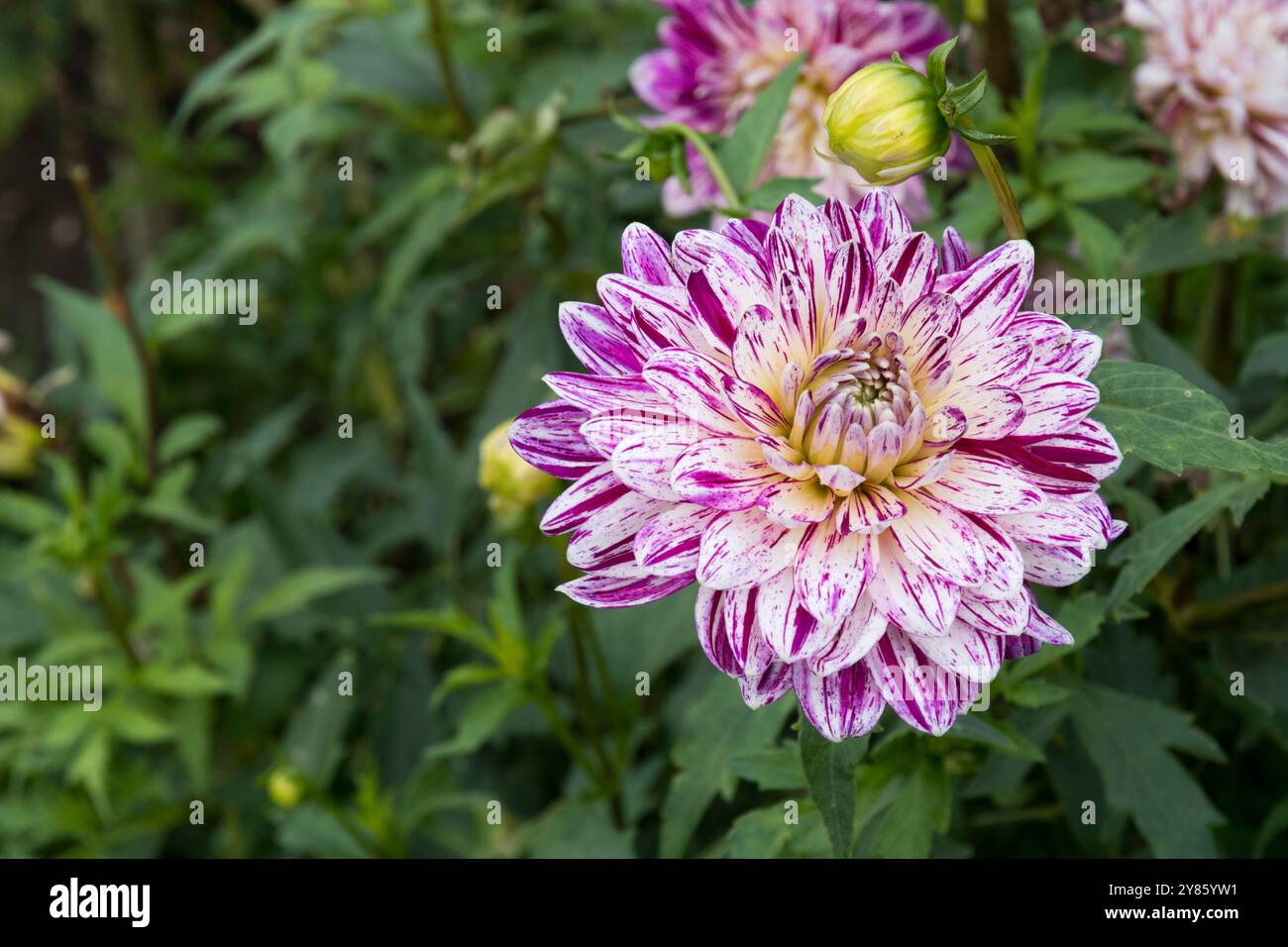 Dahlia 'Avignon'. Stock Photo