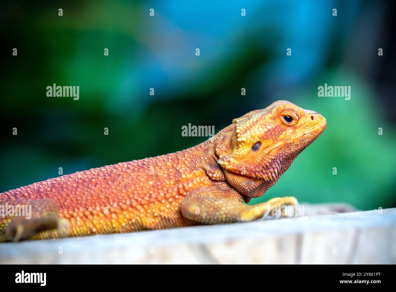 Bearded Dragon Hypo closeup on nature background, Bearded Dragon Red Hypo side view on wood Stock Photo