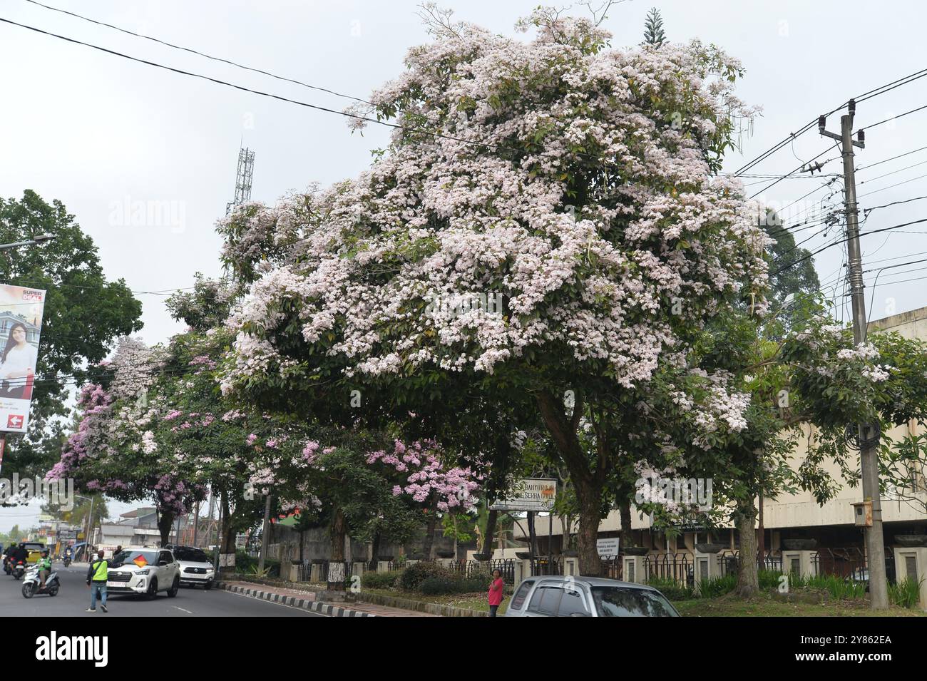 Mandatory Credit: Photo by Dasril Roszandi/ZUMA Press Wire/Shutterstock (14754840i)A number of Tabebuya Trees (Handroanthus chrysotrichus) bloomed on the roadside of Magelang City, Central Java, on October, 01, 2024. Tabebuya (Handroanthus chrysotrichus), or trumpet tree, is a type of plant originating from Brazil and is a large tree. Tabebuya trees flower twice a year in close proximity due to the influence of the dry and rainy seasons, but the flowers that bloom only last 10 days after that fall in the wind, many residents use it to take selfies near Tabebuya trees A number of Tabebuya Trees Stock Photo