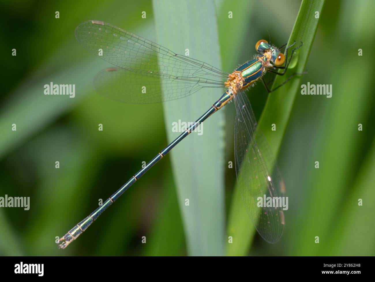 Emerald damselfly Lestes sponsa sitting on a plant stem Stock Photo - Alamy