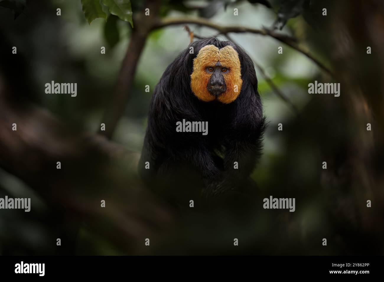White-faced Saki, Pithecia pithecia, detail portrait of dark black ...