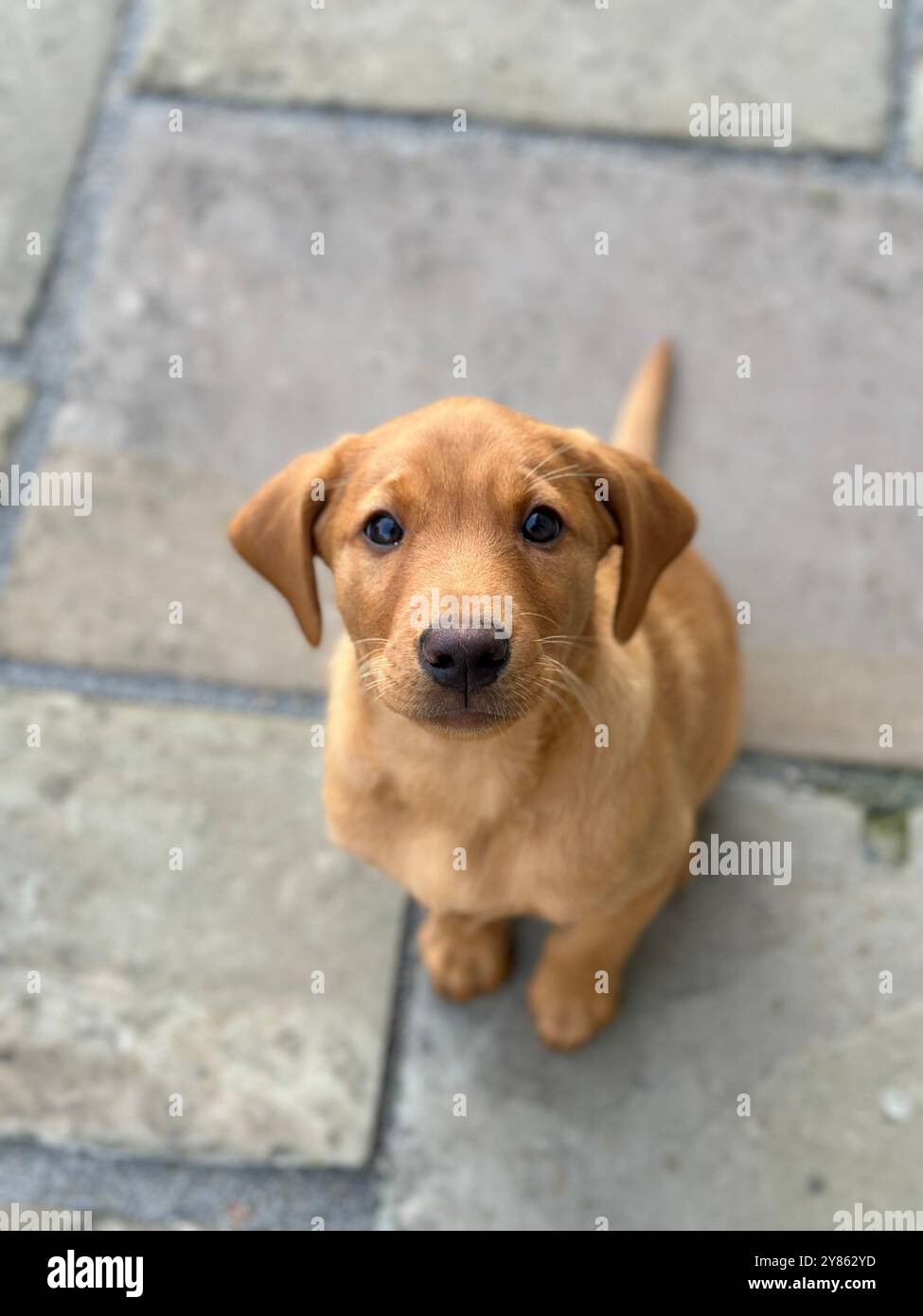 Golden Labrador Retriever Puppy - Smartphone Captured Stock Image