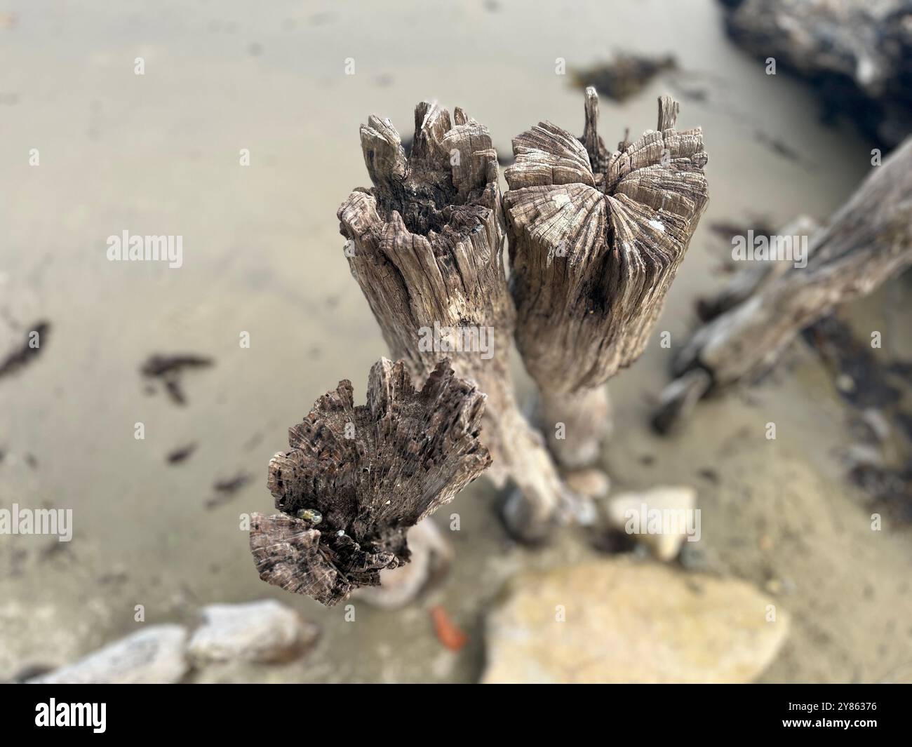 Weathered wooden fence on the beach - Smartphone Captured Stock Image
