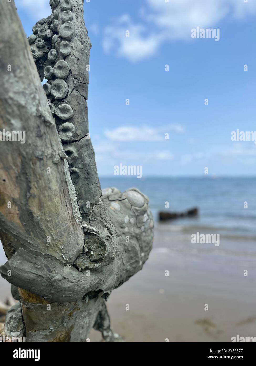 Sculpture made of driftwood and clay - Smartphone Captured Stock Image