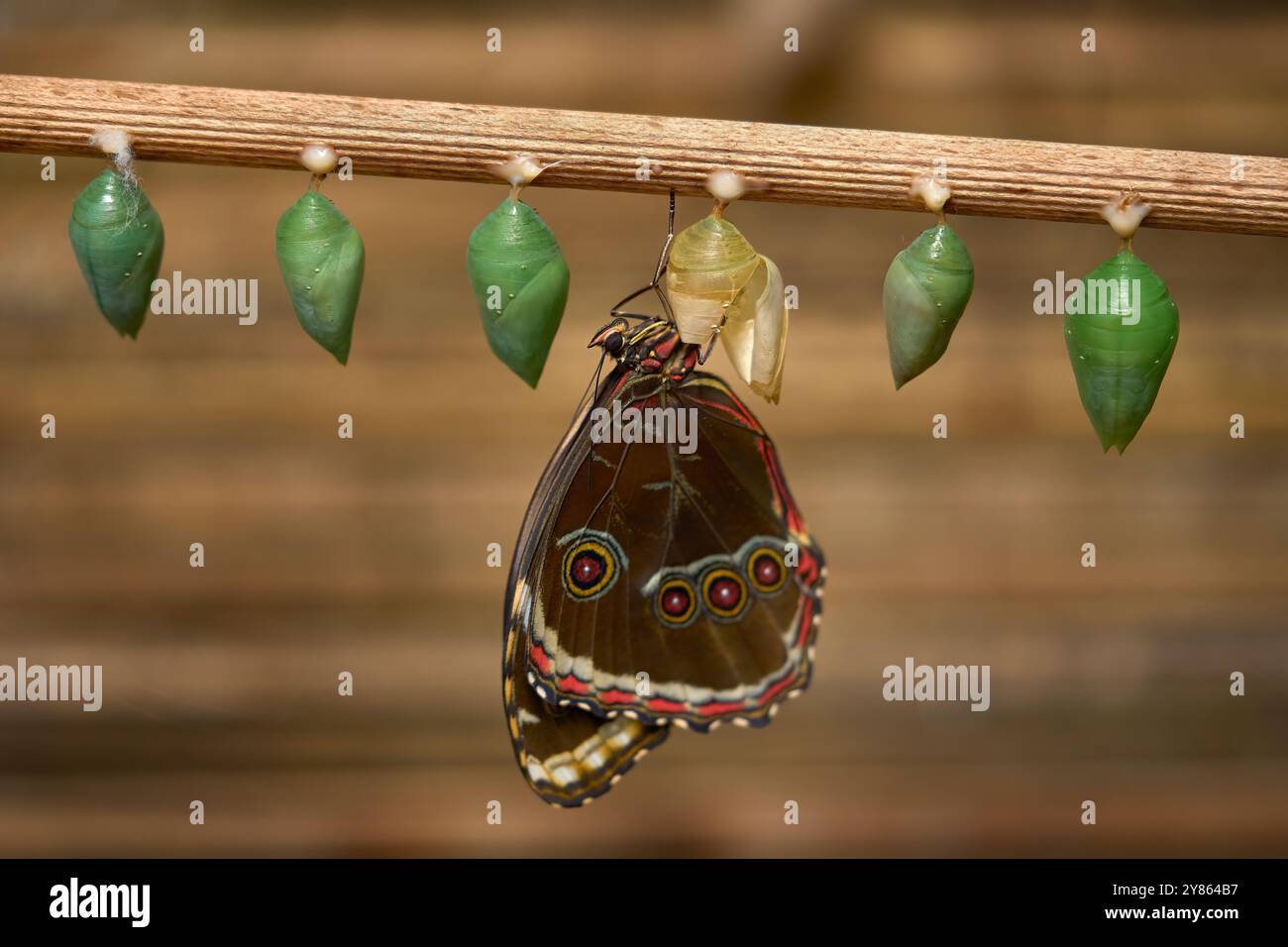 Insect hatch out. Butterfly with chrysalis pupas, orpho peleides. beautiful butterfly from Mexico sitting on the leaves in nature. Insect birth behavi Stock Photo