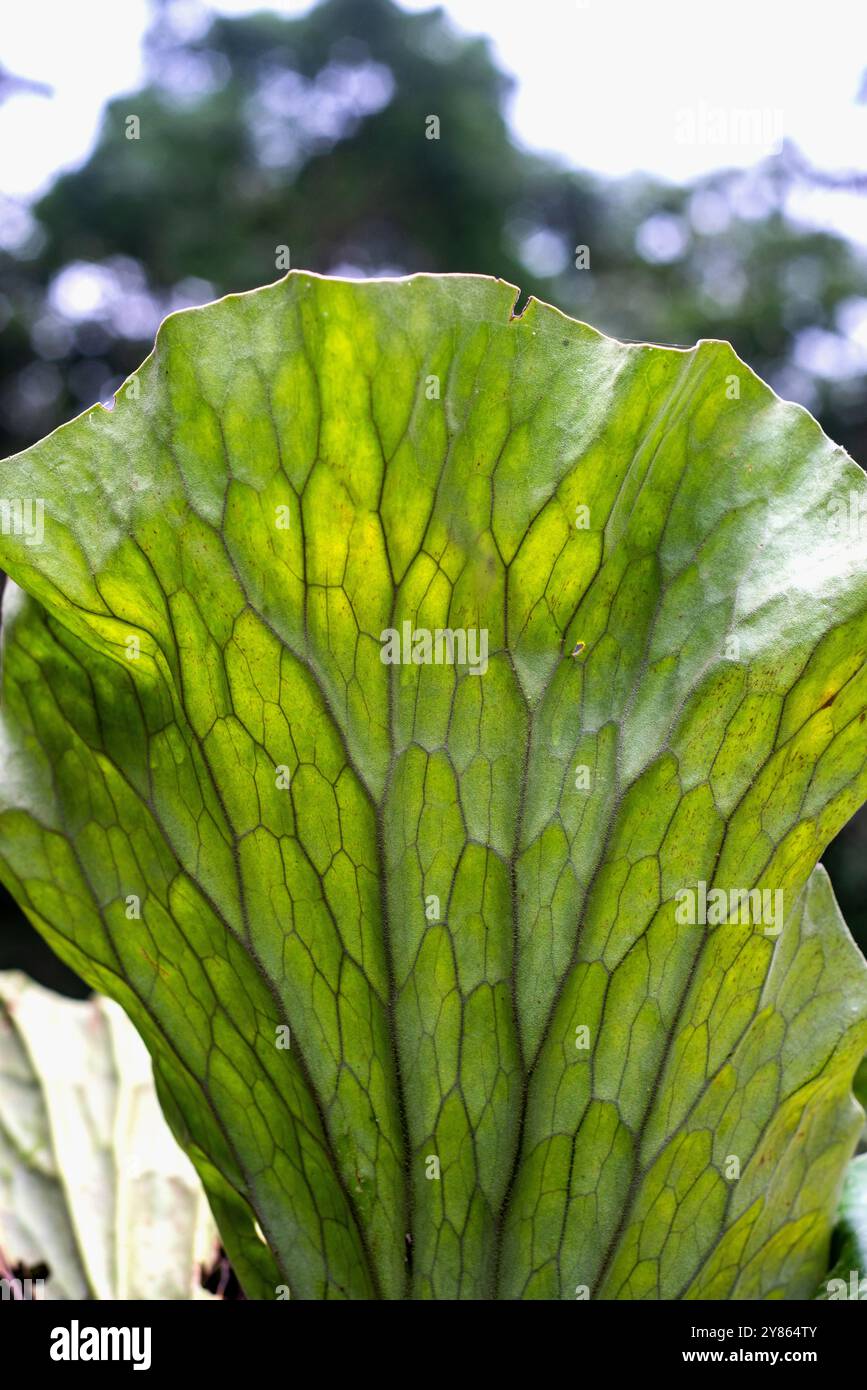 Triangular staghorn fern ( Platycerium stemaria ) - Mabira Forest, Uganda Stock Photo