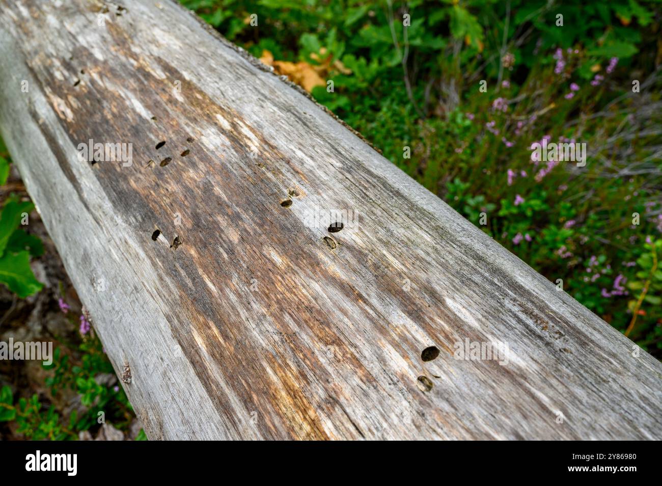 Closeup of dead tree deceased from bark beetle attack showing the bore ...