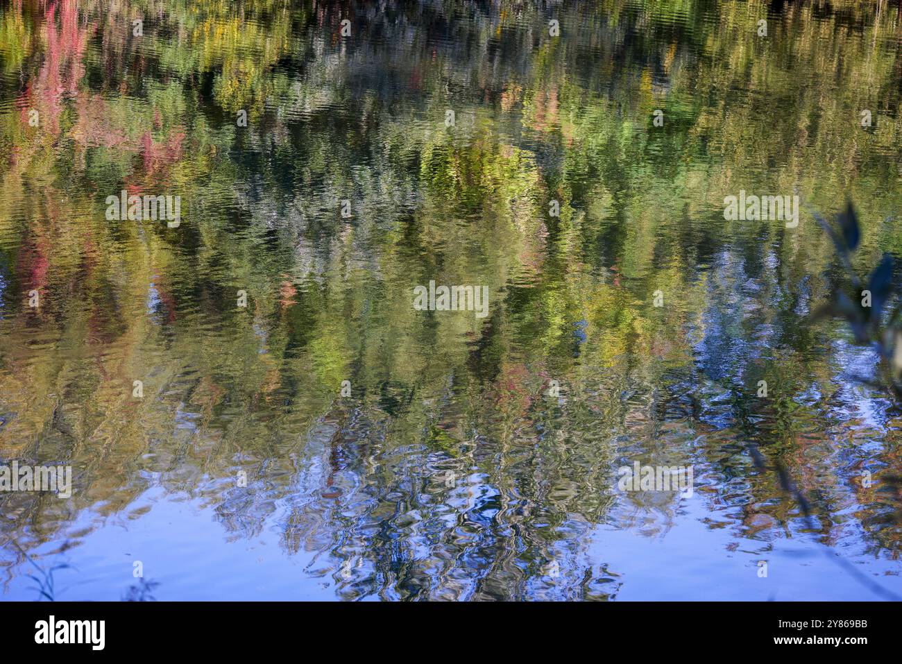 Watery vegetation hi-res stock photography and images - Alamy