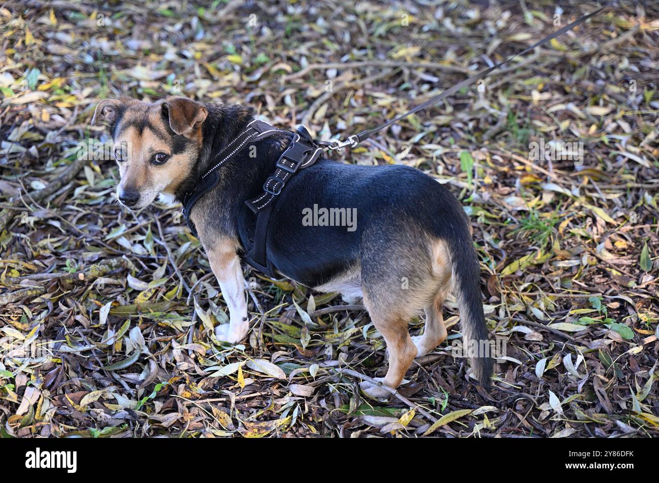 Pet stock harness hot sale