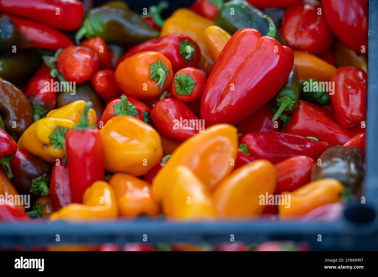 Fresh peppers in various colors are arranged together at a lively ...