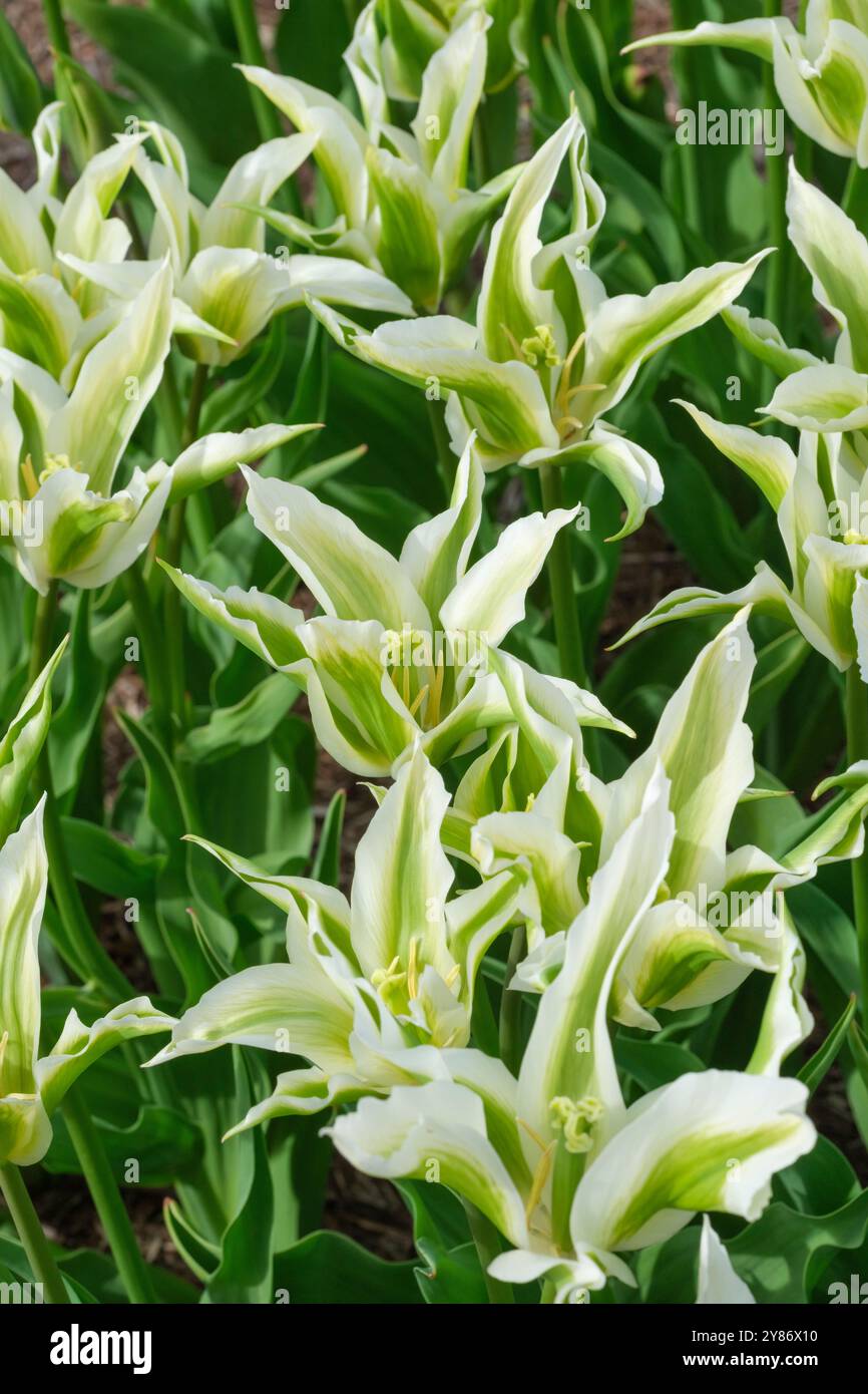 Tulip Greenstar, Tulipa Greenstar, lily-flowered, white petals with a broad green stripe, in early spring Stock Photo