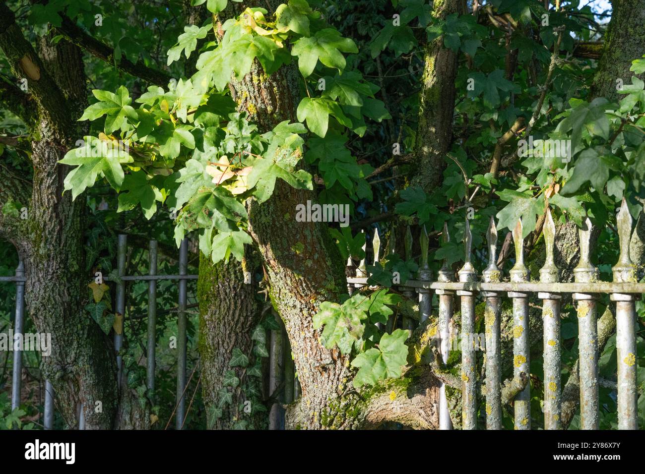 Vegetation along the old garden fence Stock Photo - Alamy