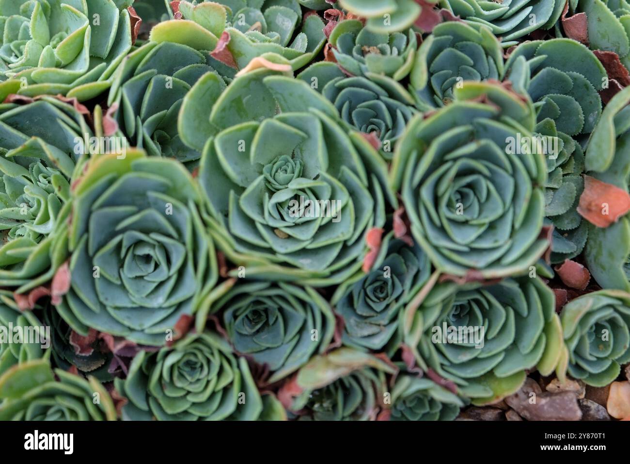 Green rose succulent hi-res stock photography and images - Alamy