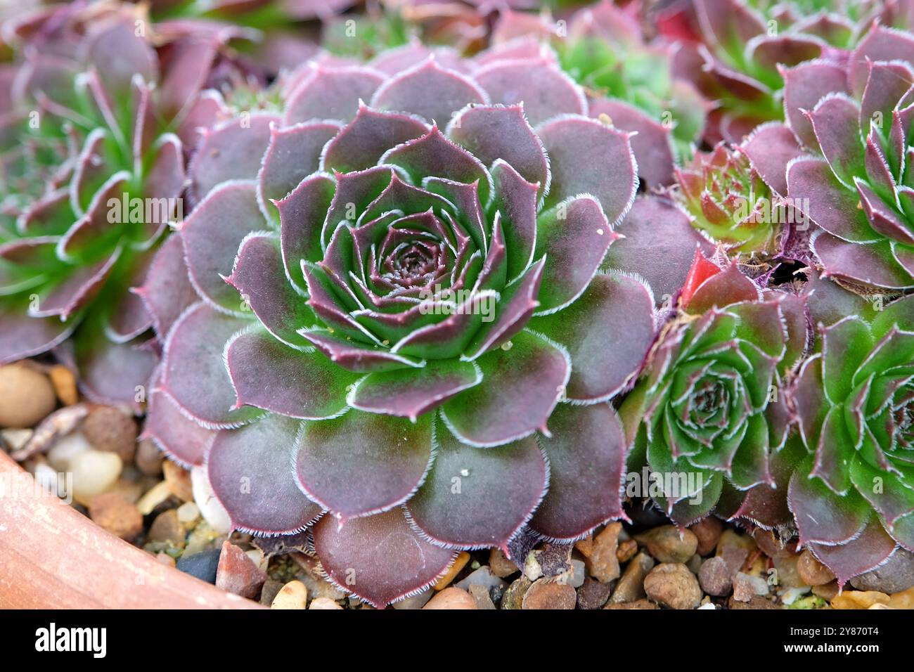 Green and purple succulent hi-res stock photography and images - Alamy