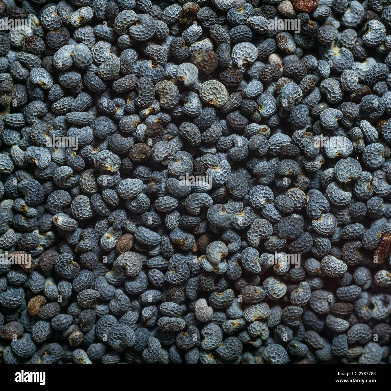 Poppy seeds texture hi-res stock photography and images - Alamy