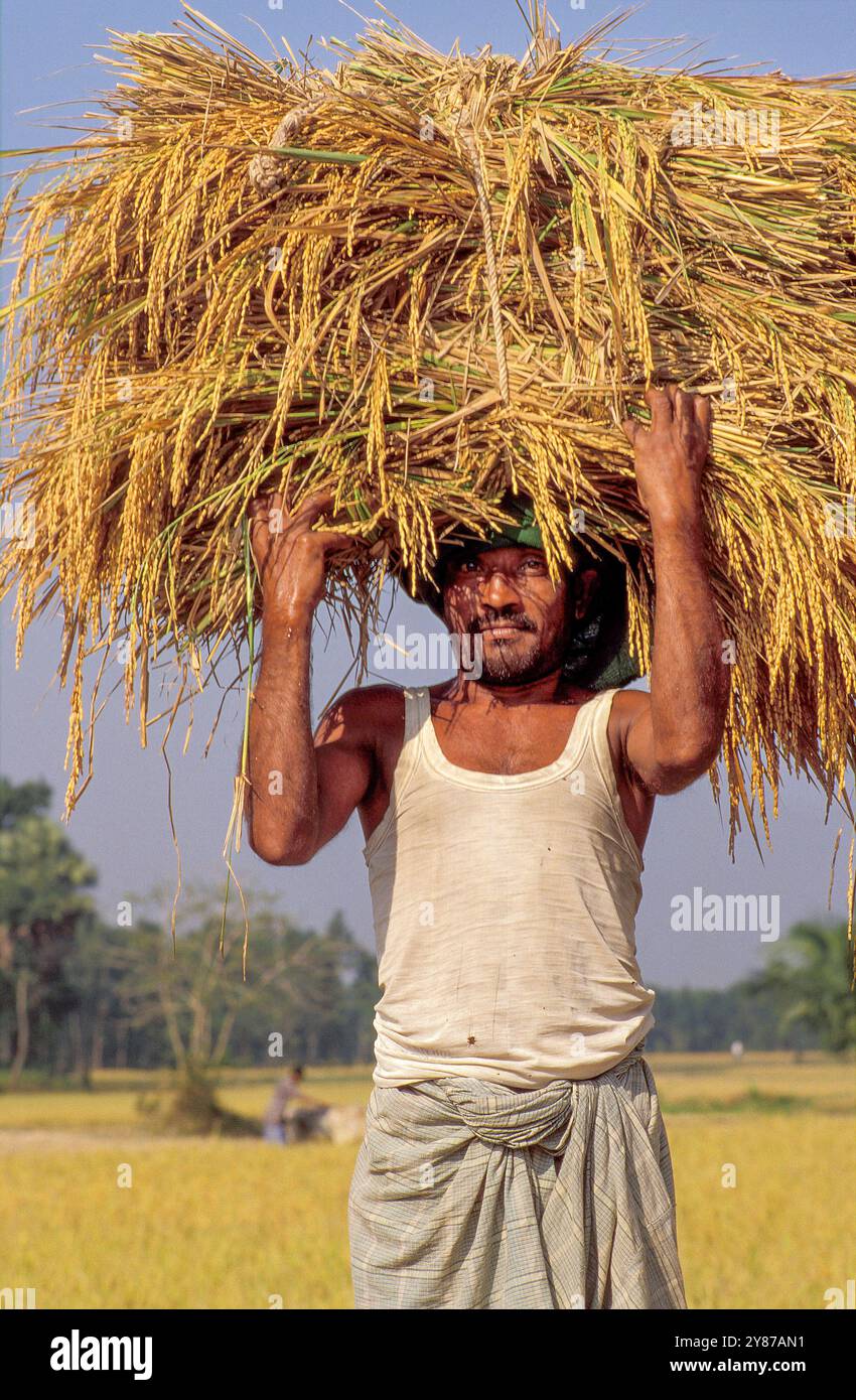 Farmer carrying bundle rice hi-res stock photography and images - Alamy