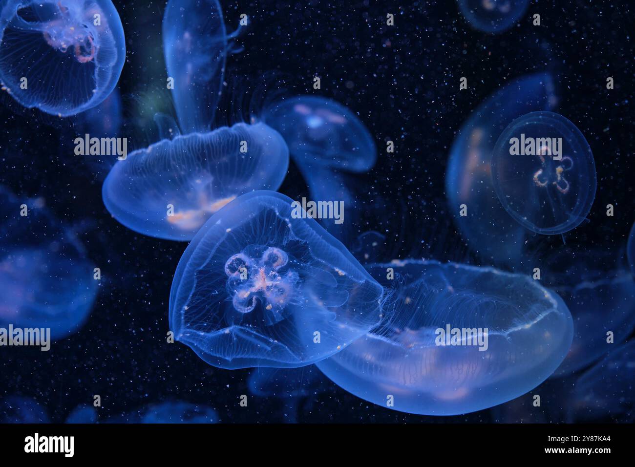 Several translucent jellyfish floating gracefully in deep blue aquatic ...