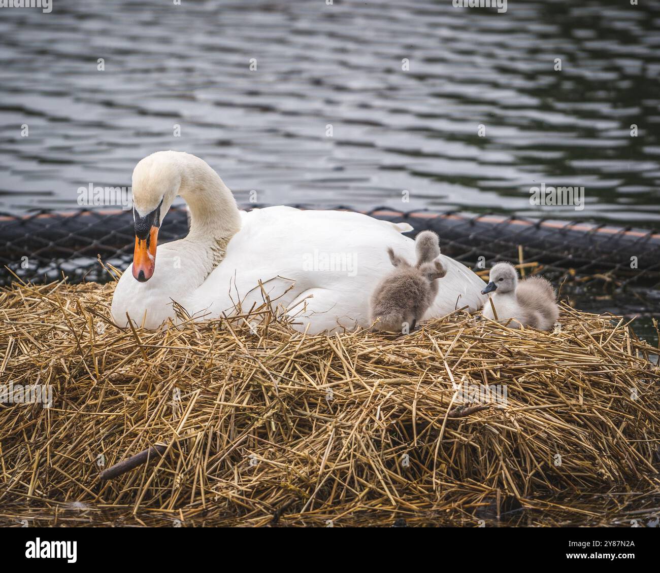 A swan and two newborn cygnets lie on a nest in a marina, in Manchester, United Kingdom, shortly after the cygnets hatched from their eggs Stock Photo