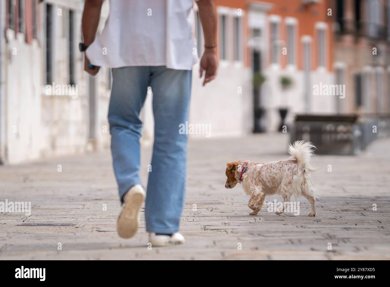 Red and white Kokoni on a walk in the city stone jungle, Venice. Small Greek Domestic Dog. Dog friendly Venice. Stock Photo