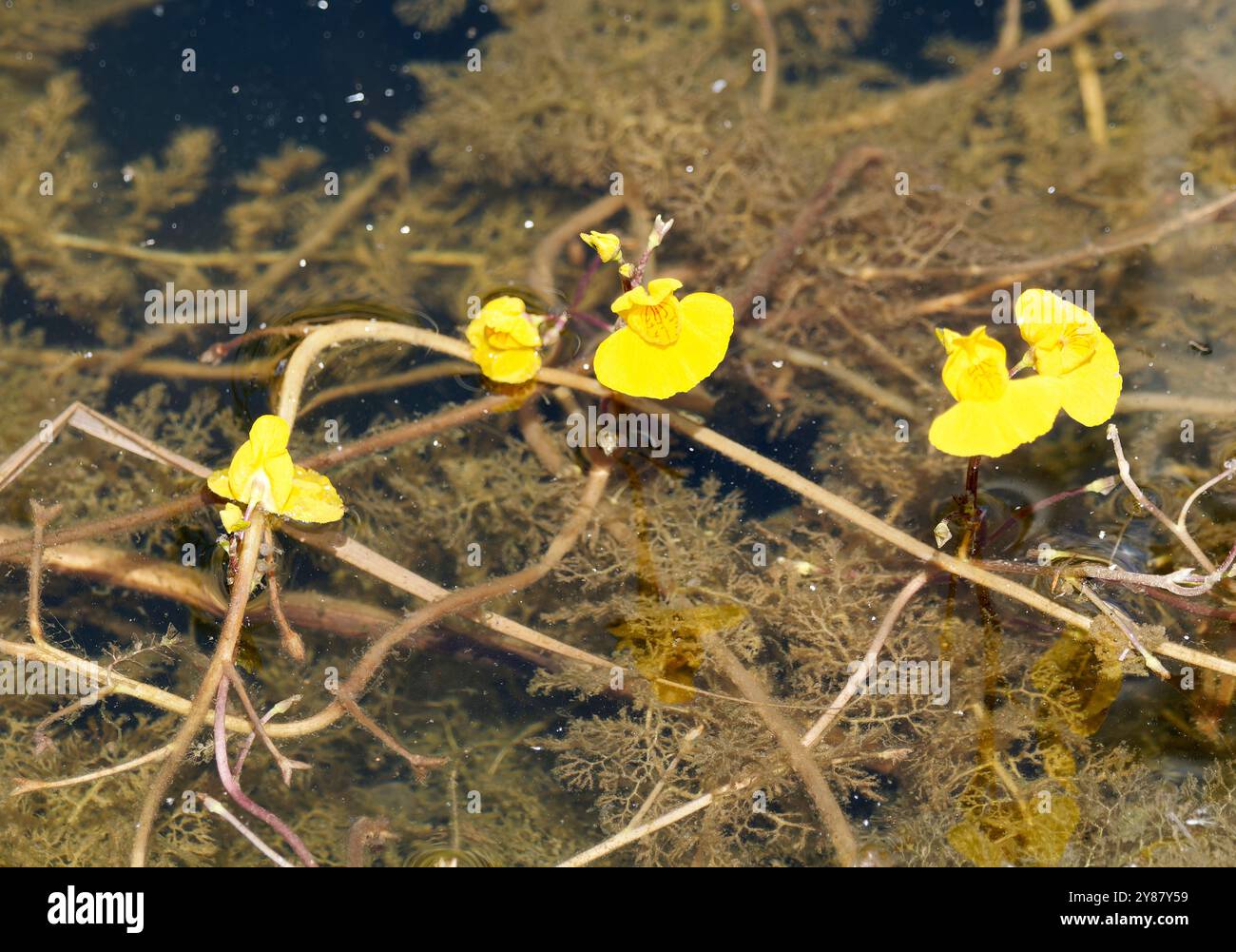 greater bladderwort, Gewöhnlicher Wasserschlauch, Utriculaire commune, Utricularia vulgaris, közönséges rence, Hungary, Magyarország, Europe Stock Photo