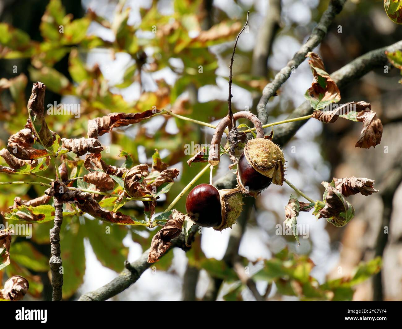 Horse Chestnut, trees of Provence, by Provence Horse Chestnut, trees of Provence, by Provence