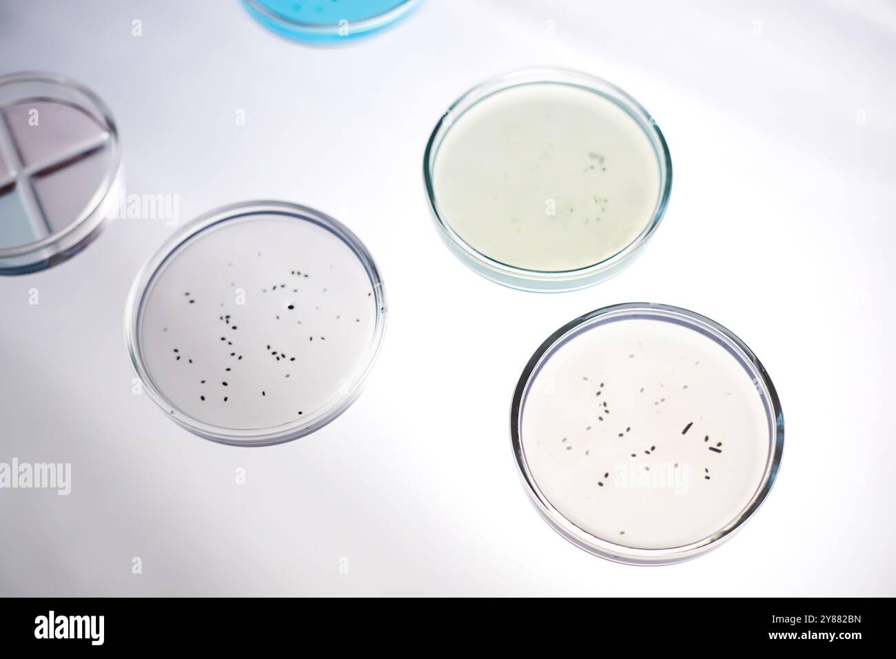 Top view of three glass petri dishes with bacteria in transparent ...