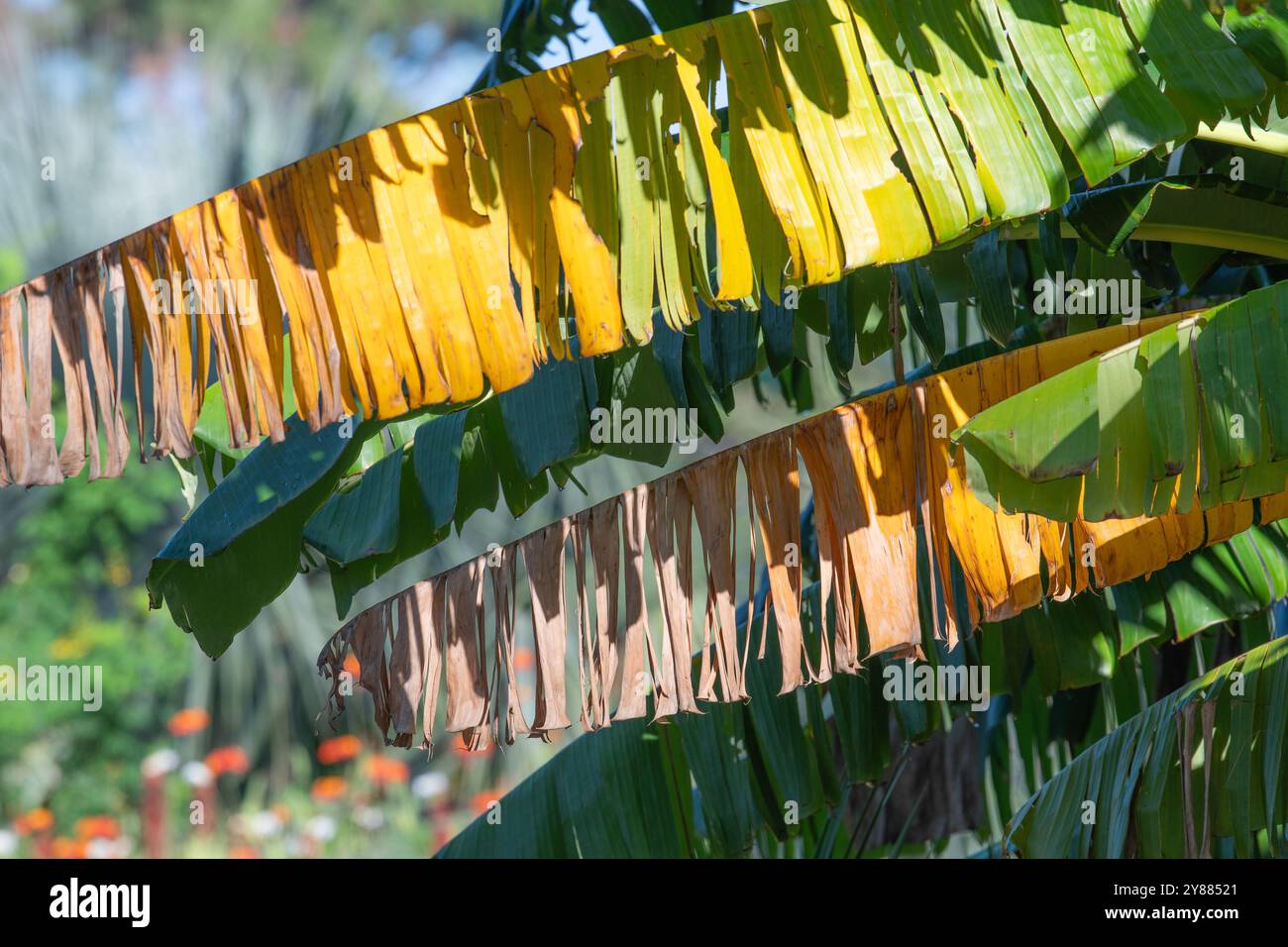 The brown leaf of a banana tree, Musa paradisiaca, in a summer garden. Stock Photo