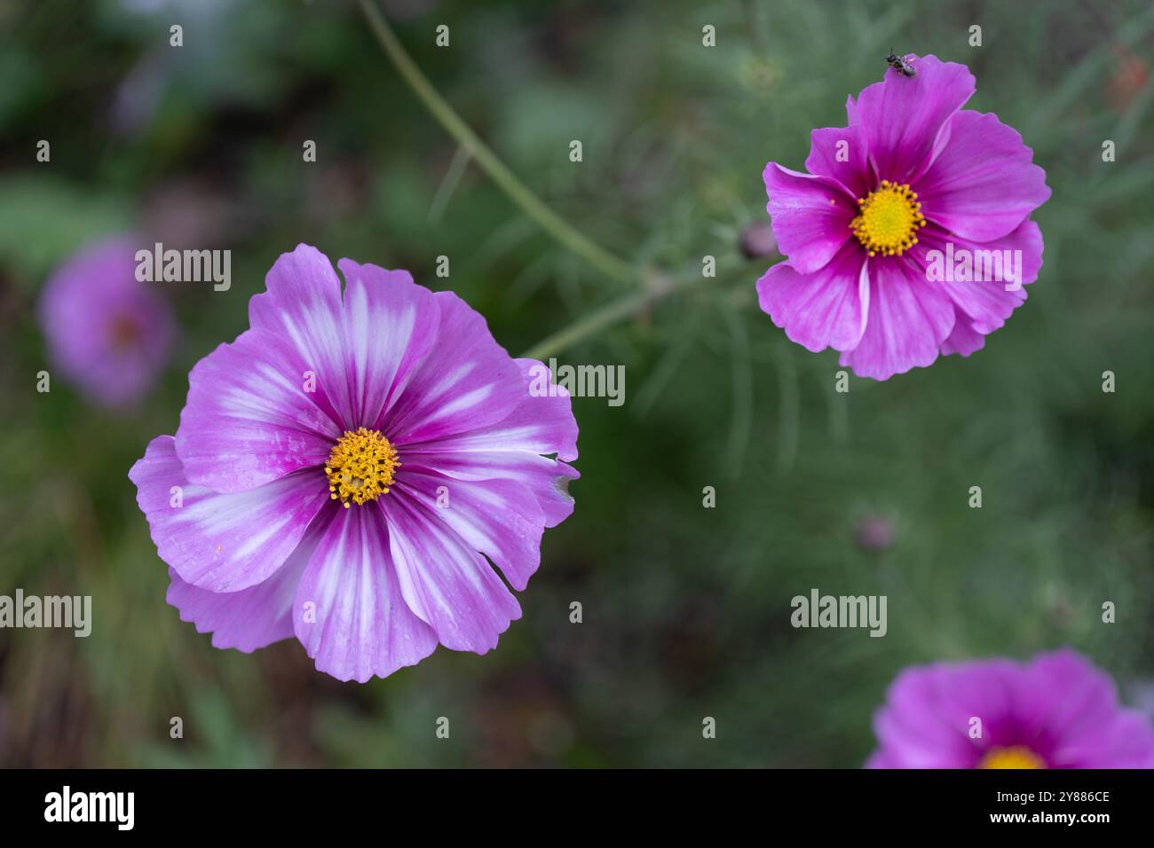 Garden cosmos flower in bloom Stock Photo