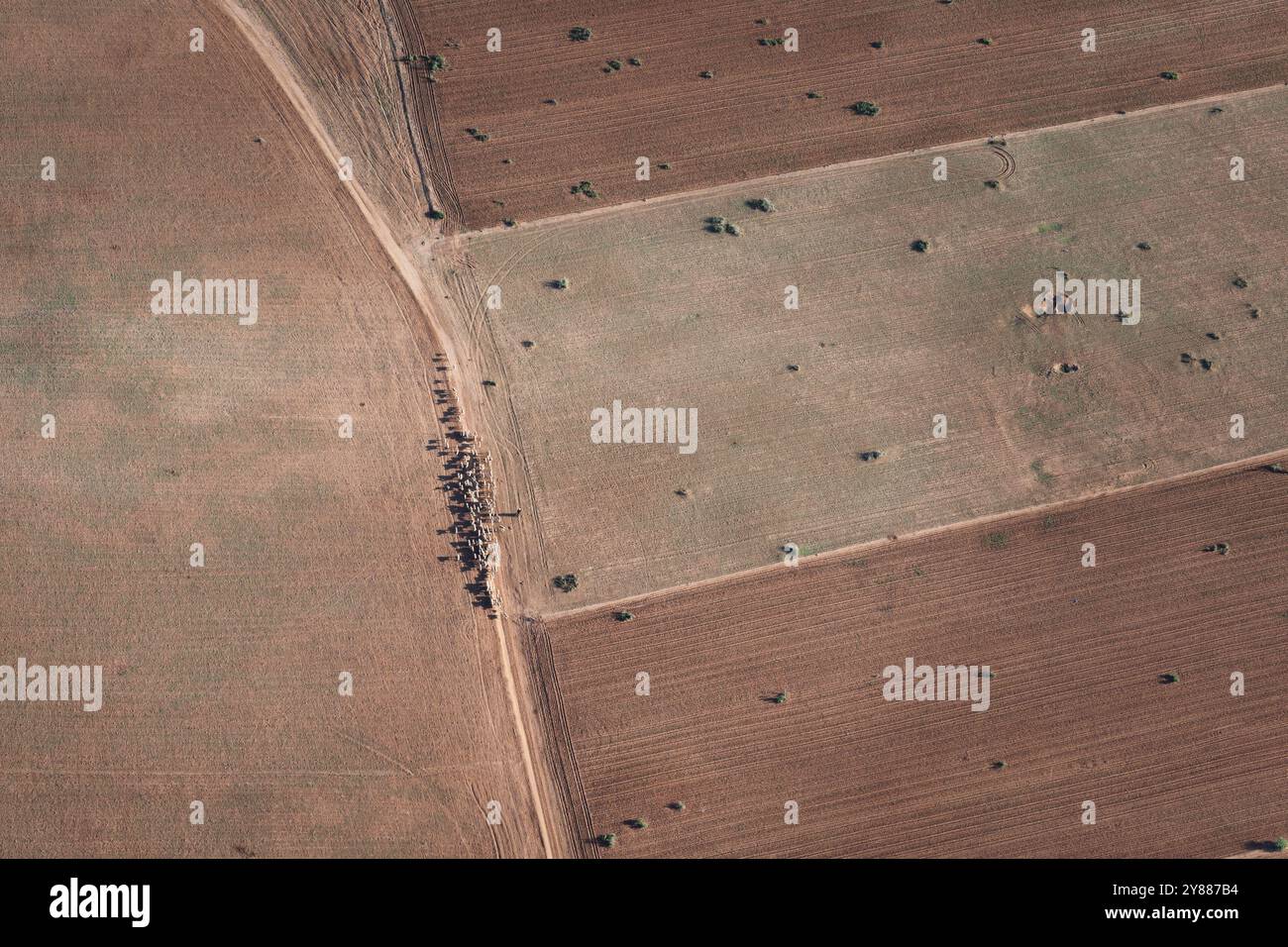 The view from a hot air balloon of a shepherd and his flock, walking in the Agafa desert near Marrakech, Morocco at sunrise Stock Photo