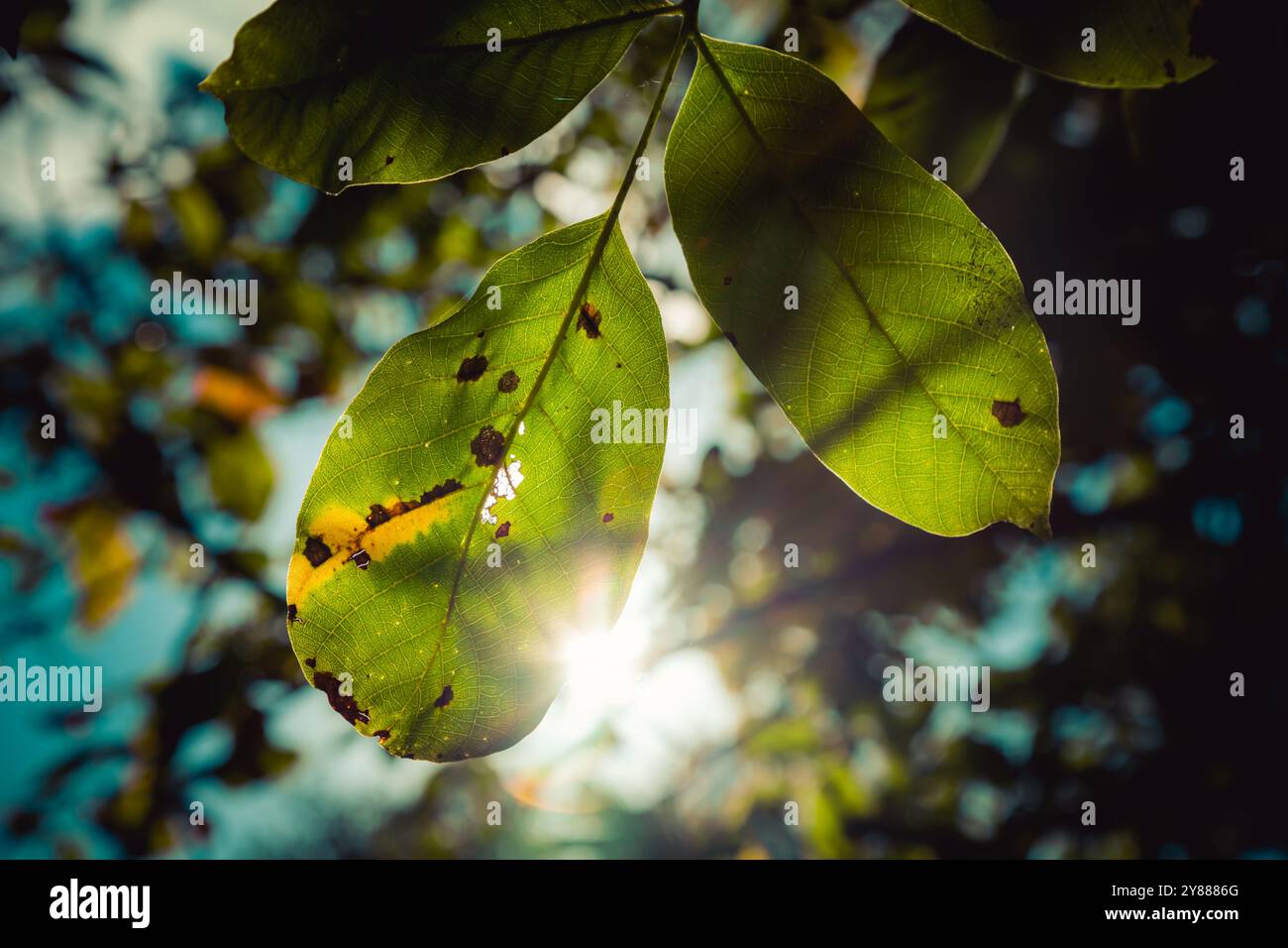 Leaves in autumn sunshine, UK Stock Photo