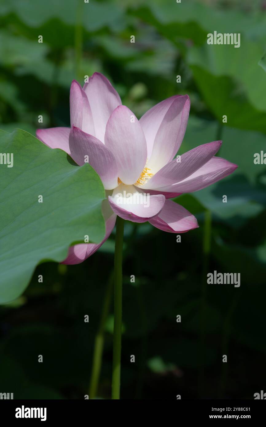 Lotus Flower in Yuanmingyuan Park in Beijing Stock Photo