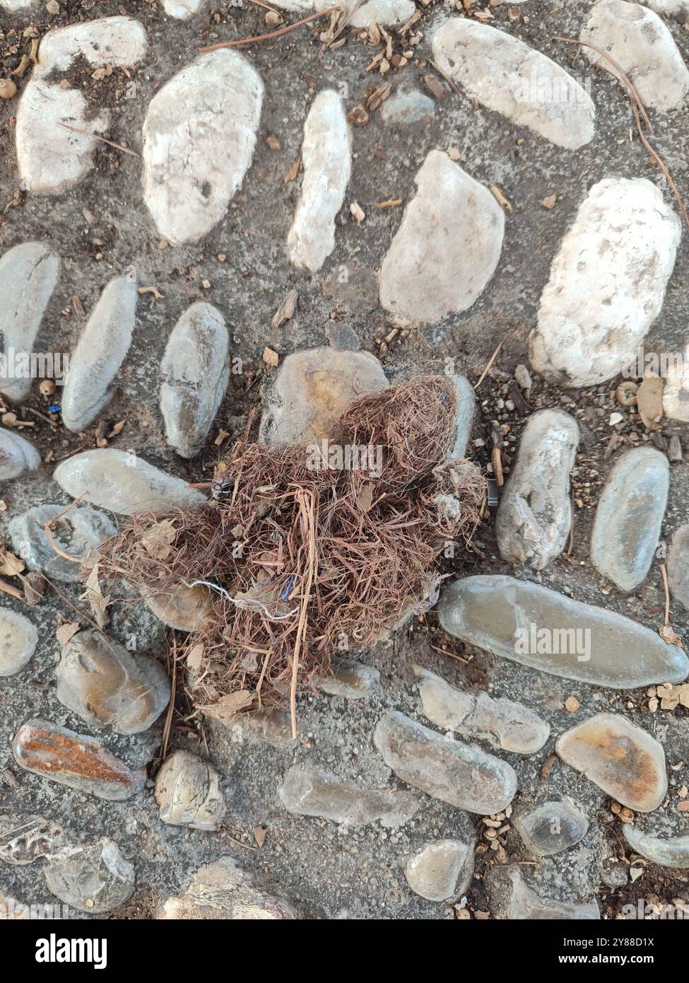 A Natural Tangle of Roots Entwined on a Beautifully Cobbled Pathway in ...