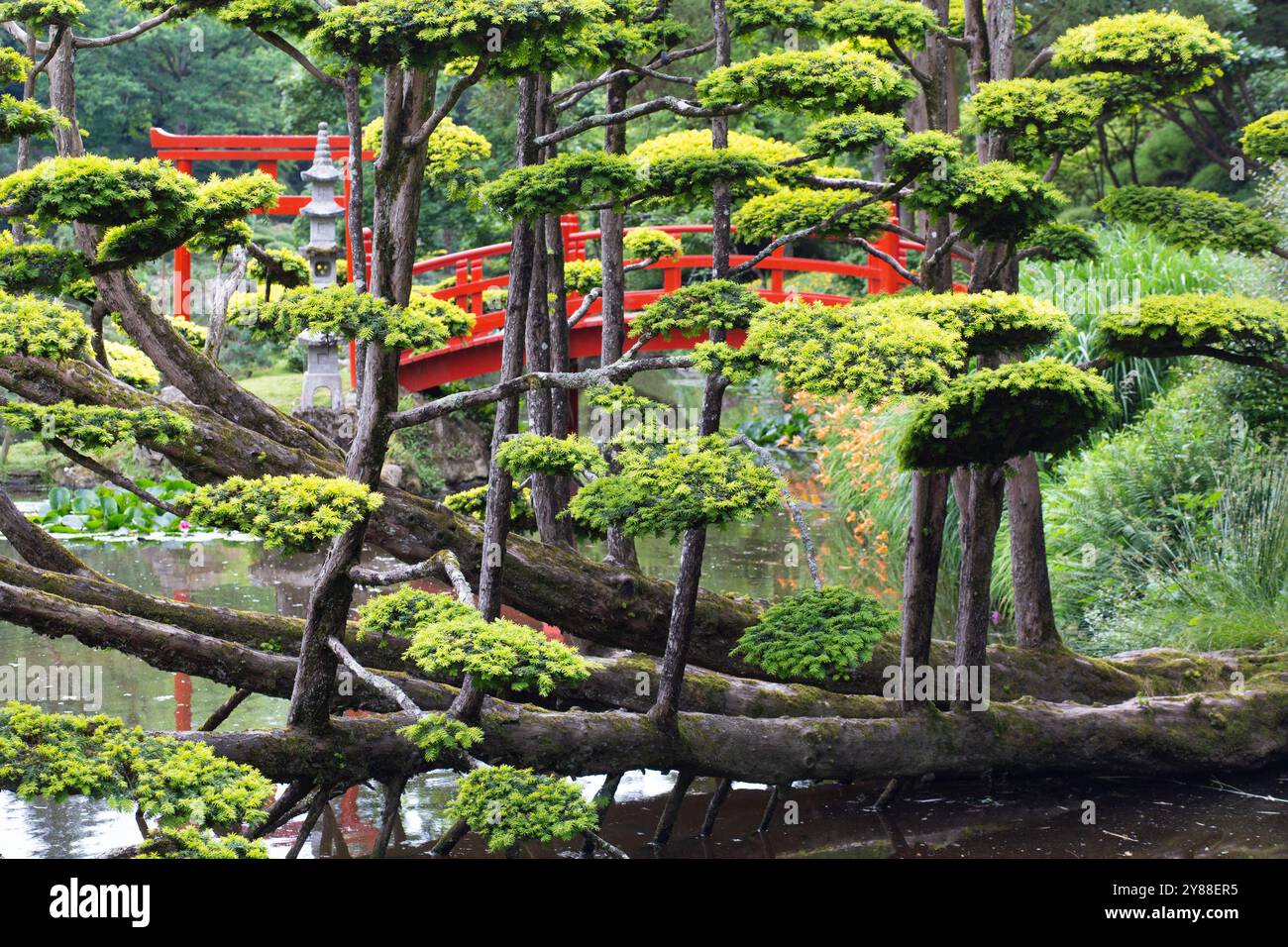 Japanese zen garden and red bridge over water Stock Photo - Alamy