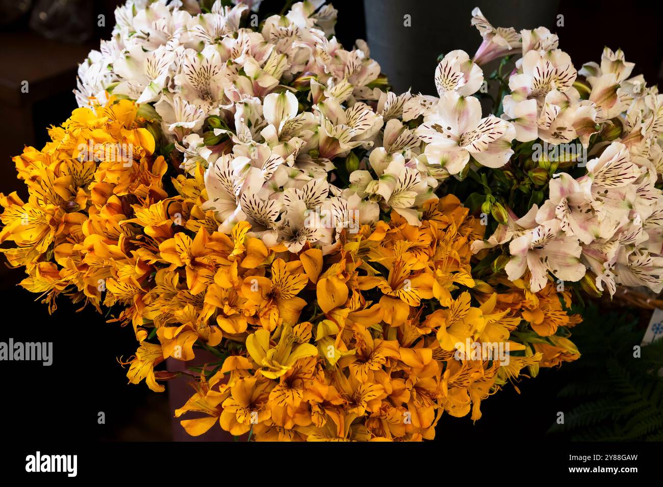 Orange and white Alstroemerias against a dark background at the farmers market in Funchal; Madeira. Stock Photo