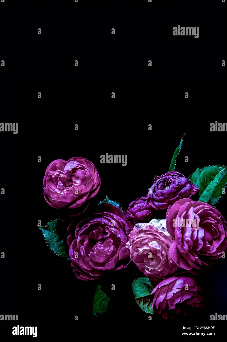 Low key roses hi-res stock photography and images - Alamy