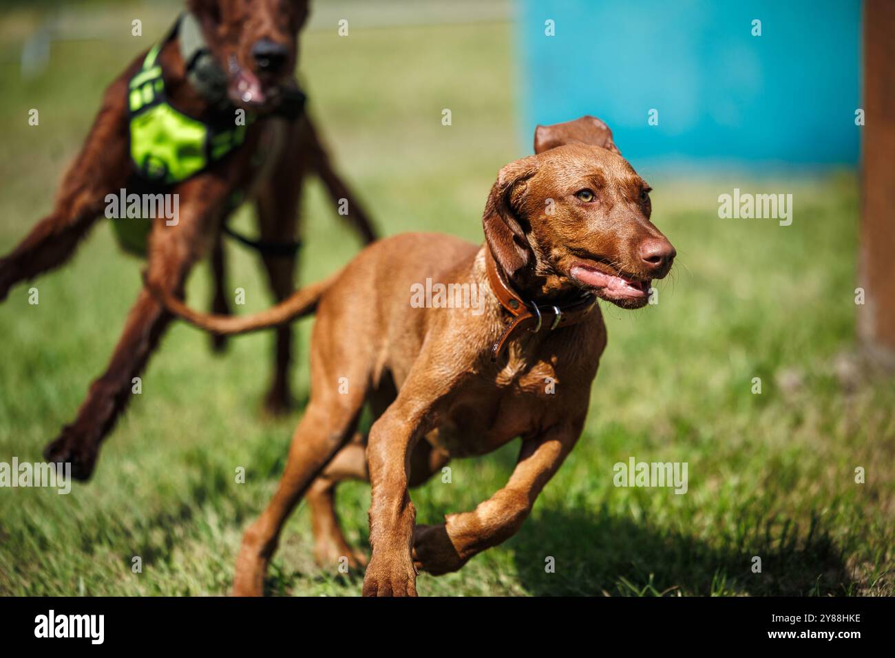 Hungarian vizsla pointer hunting dog running outdoors. Dogs playing together Stock Photo