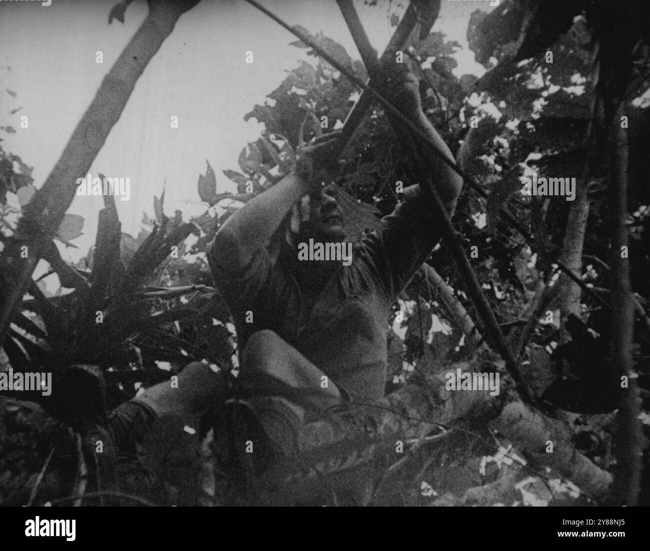 An Australian soldier heavily camouflaged at an observation post near Japanese held Salamaua. March 22, 1943. Stock Photo