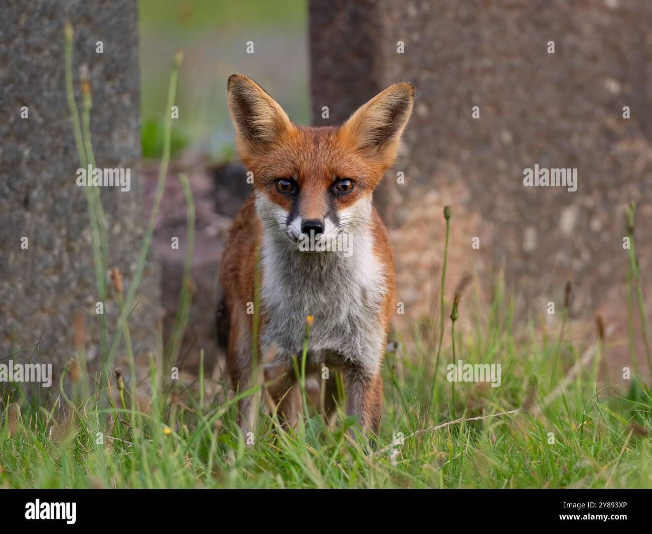 Urban fox in bristol hi-res stock photography and images - Alamy