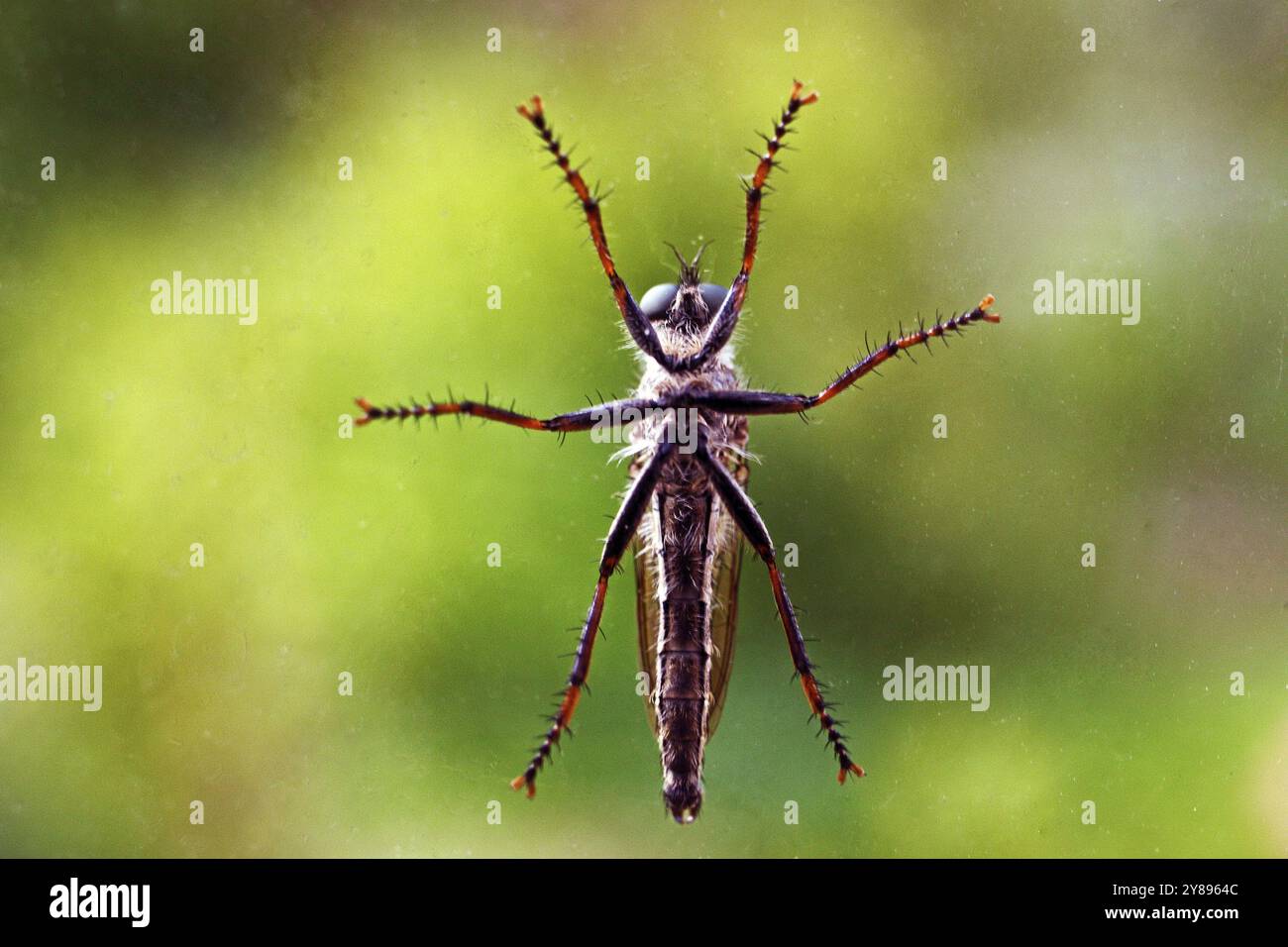 Insects In Germany North german plain hi-res stock photography and images - Alamy