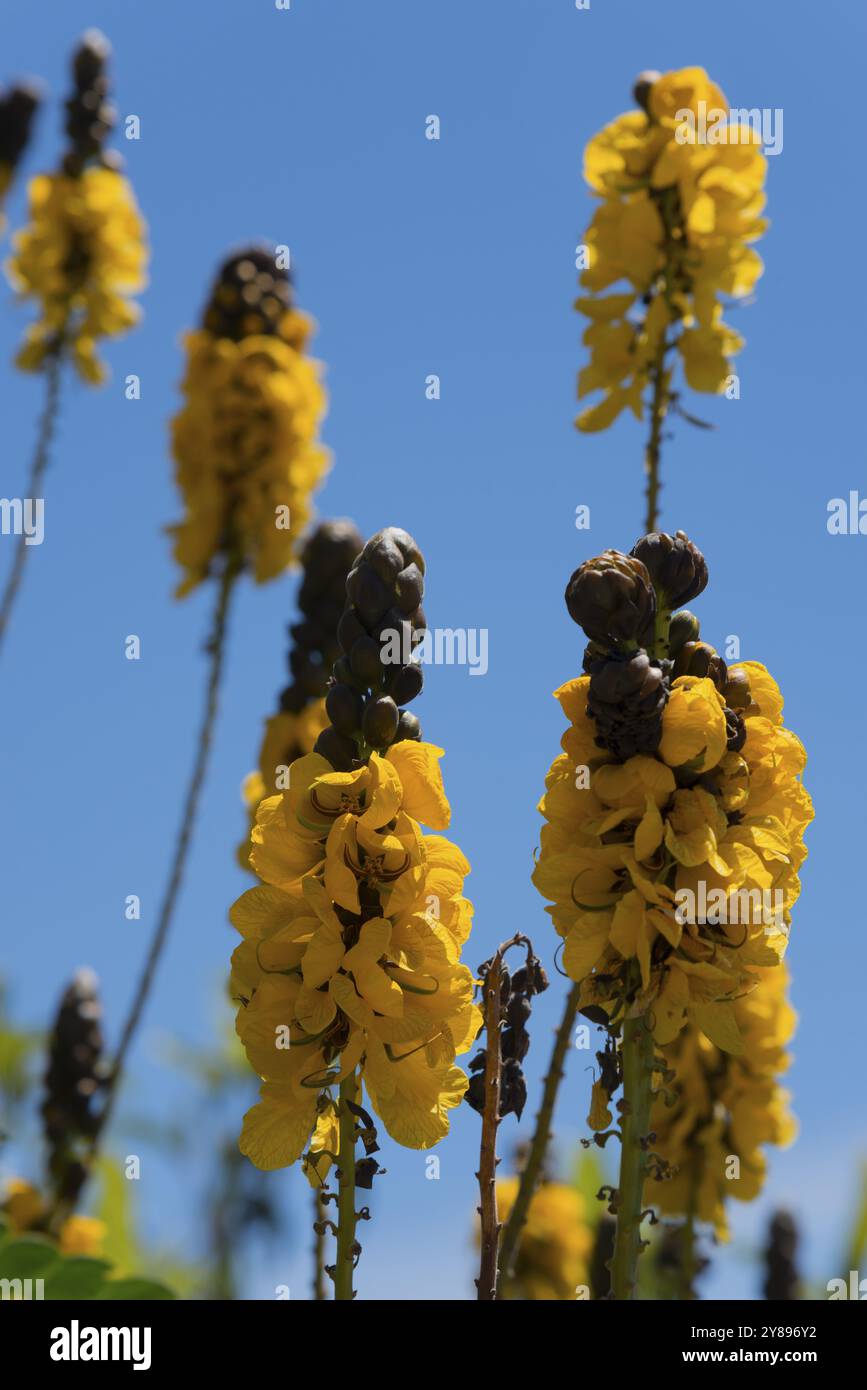 Blooms radiate hi-res stock photography and images - Alamy
