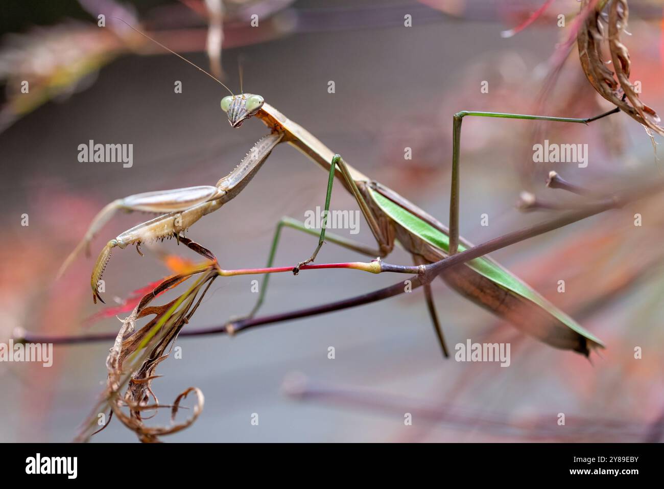 Chinese mantis (Tenodera sinensis) - Brevard, North Carolina, USA Stock Photo