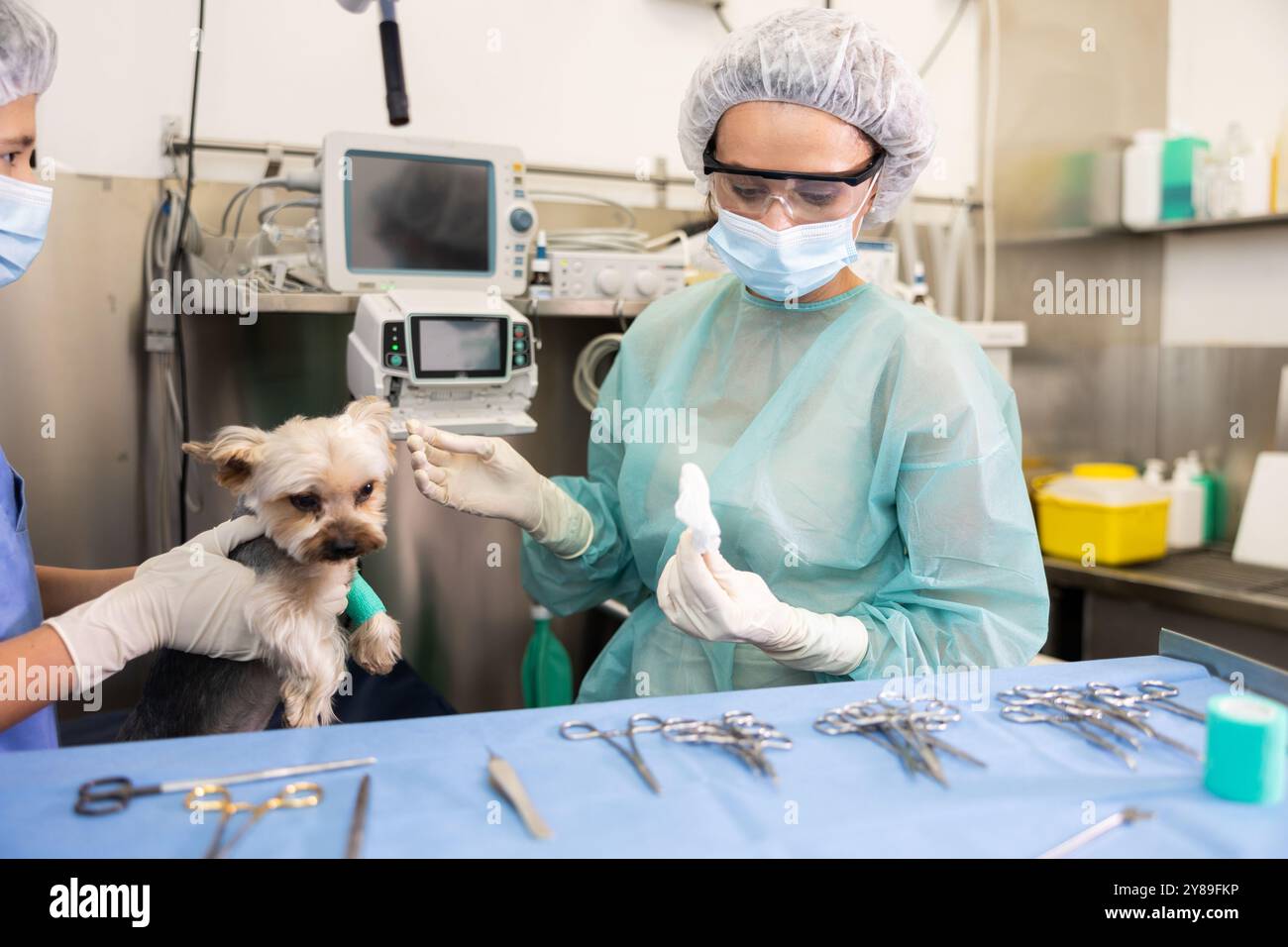 Vetrinary Doc Veterinary female doctor and guy assistant carry out examination and ...
