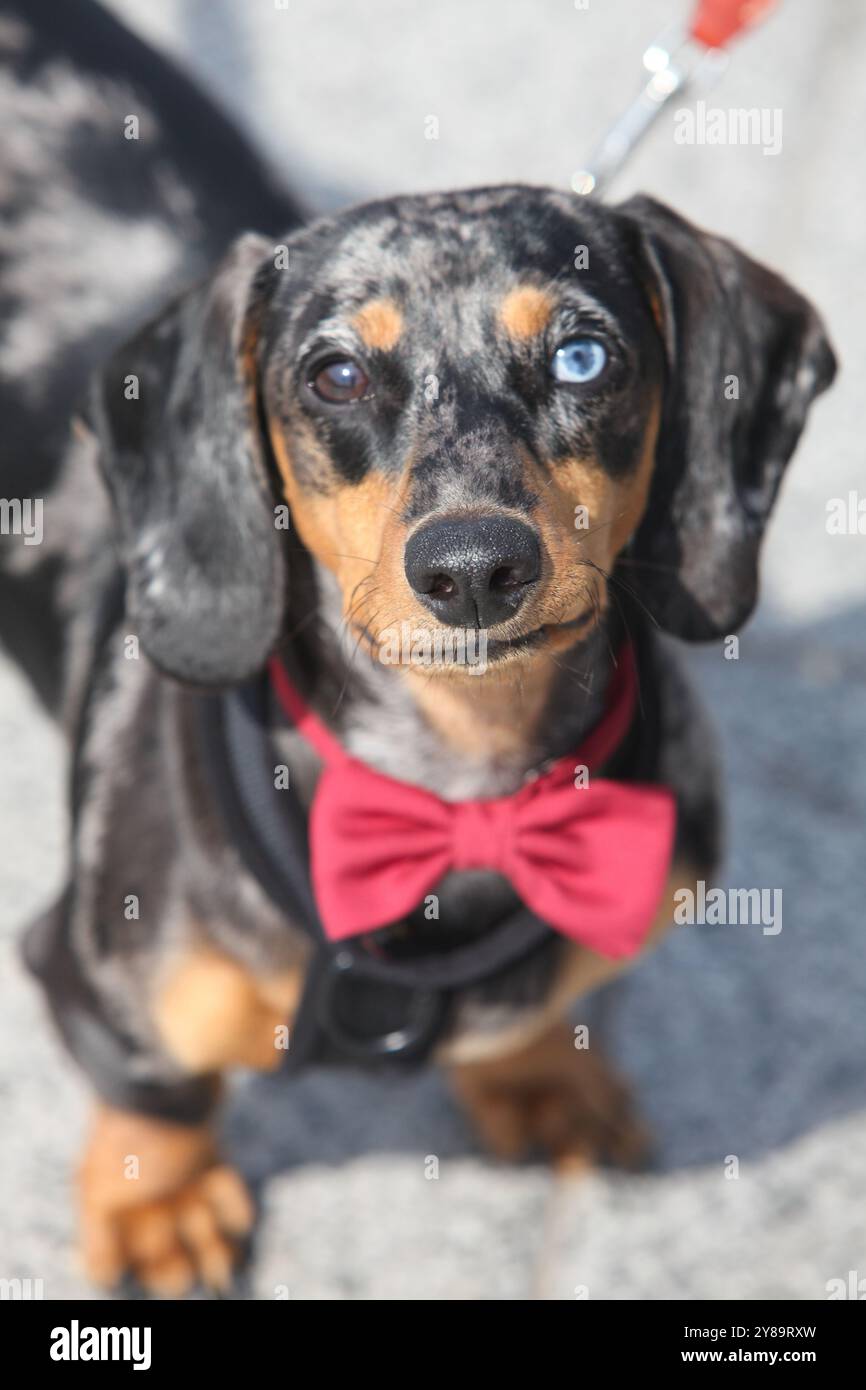 closeup portrait of an adorable dachshund dog with differently colored ...