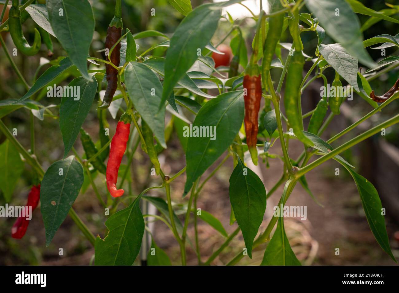 Chilpete Chili pepper plant with chili peppers in different stages of growth ...