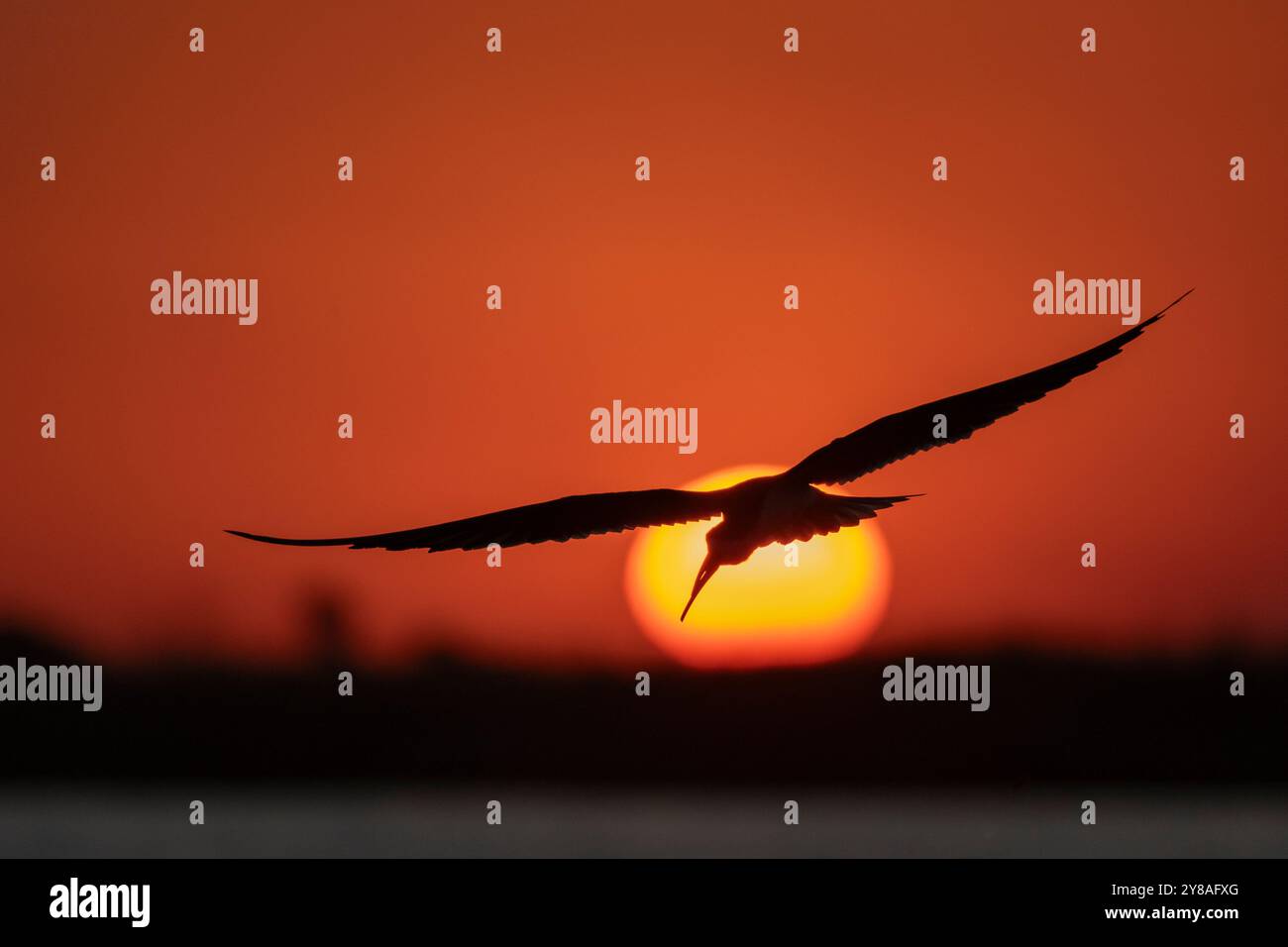 African skimmer (Rynchops flavirostris) at sunset, Chobe national park, Botswana Stock Photo