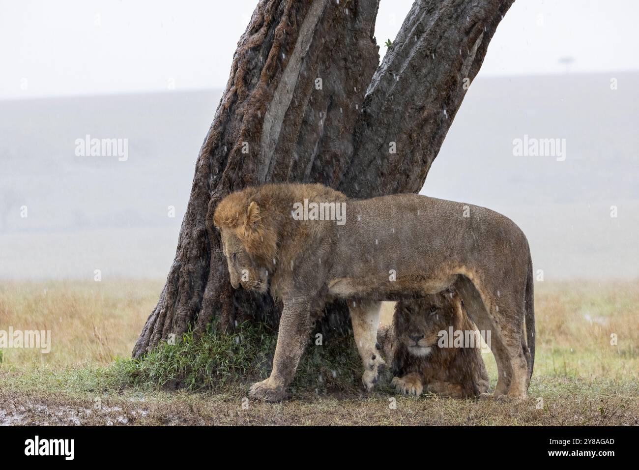Lions (Panthera leo) in the rain, Masai Mara, Kenya Stock Photo - Alamy