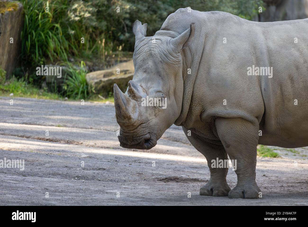 Close up of a rhino in the zoo Stock Photo